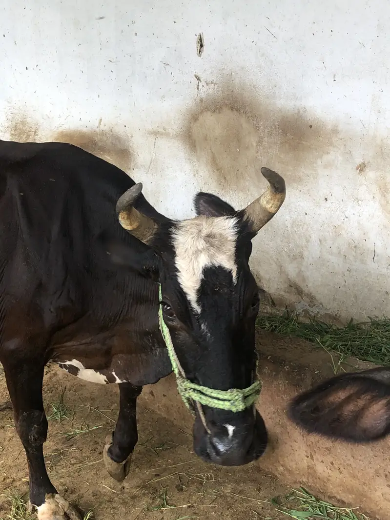 Gabrali breed 9 months 3 days pregnant — photo 6