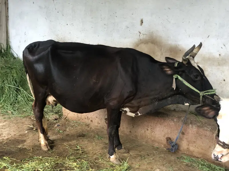 Gabrali breed 9 months 3 days pregnant — photo 7