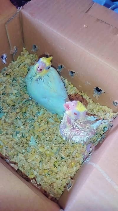 cocktail baby parrot