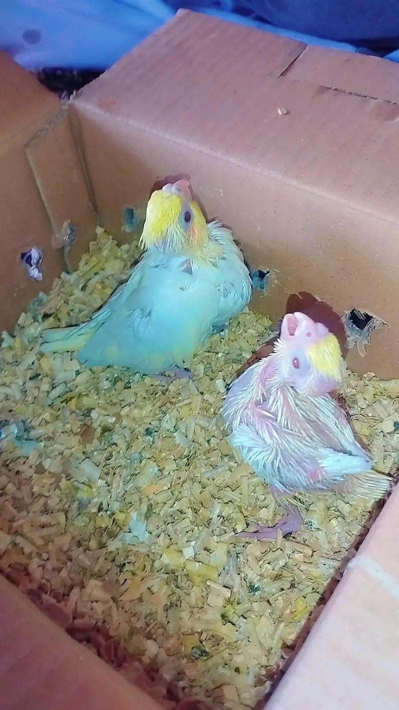 cocktail baby parrot — photo 3