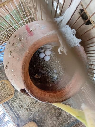 Budgies pair for sale with cage breeding pair