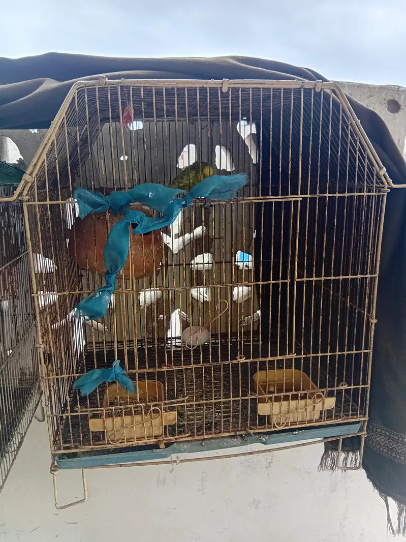 Budgies pair for sale with cage breeding pair — photo 2
