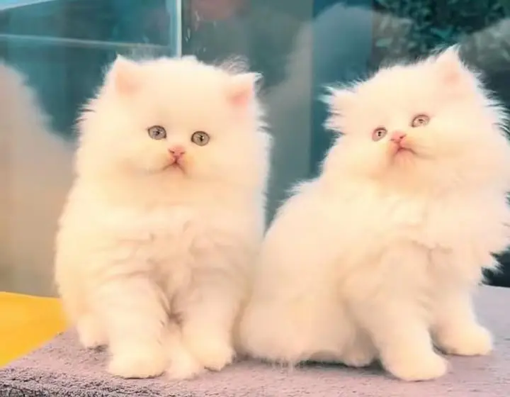 Persian cats My WhatsApp 03057080474 ///\\\£^¥¢¥¢π££ — photo 9