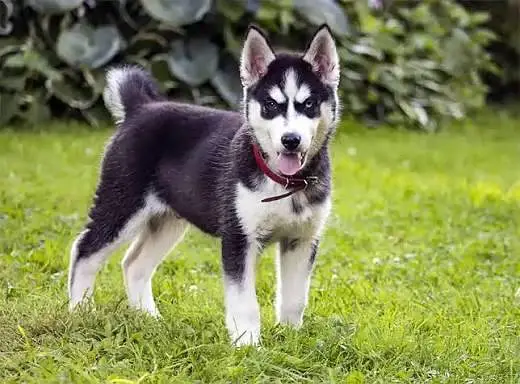 Siberian husky Dog My WhatsApp 03057080474 ////\\\£^¢¥¢√¢^¢ — photo 3