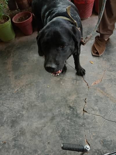Labrador