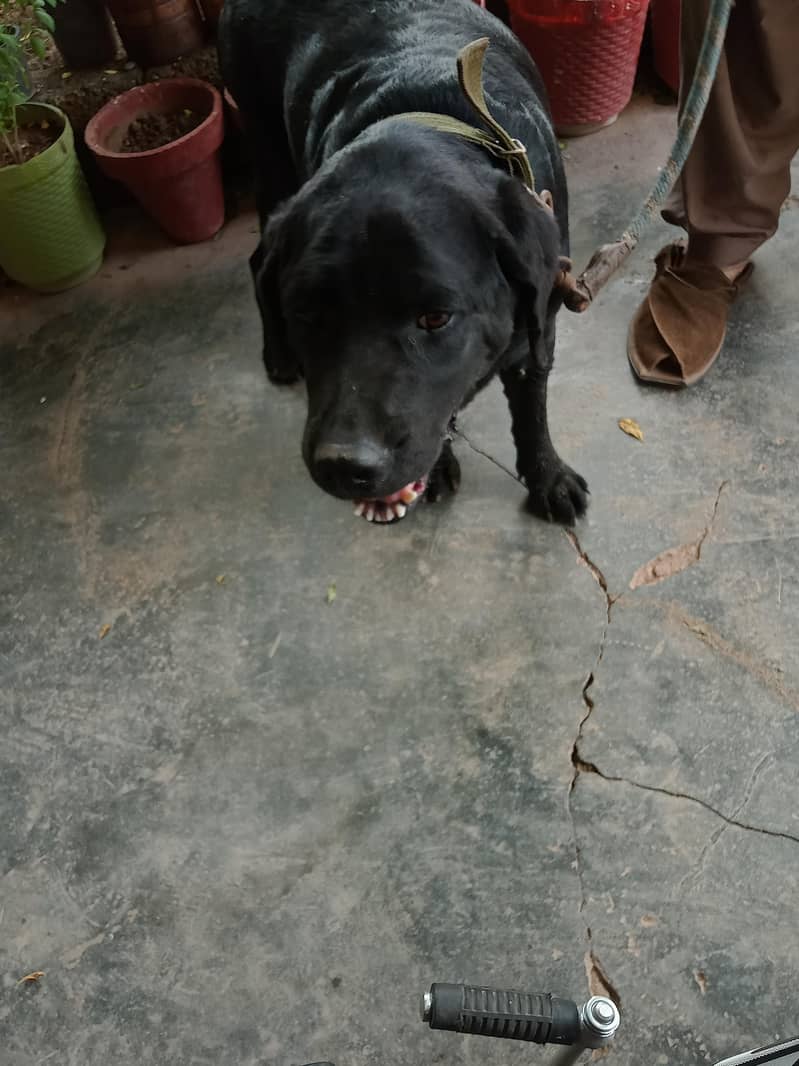 Labrador 0