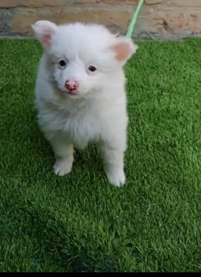 Russian puppy dog for sale