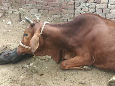 Cow jersey cross taza soye hay