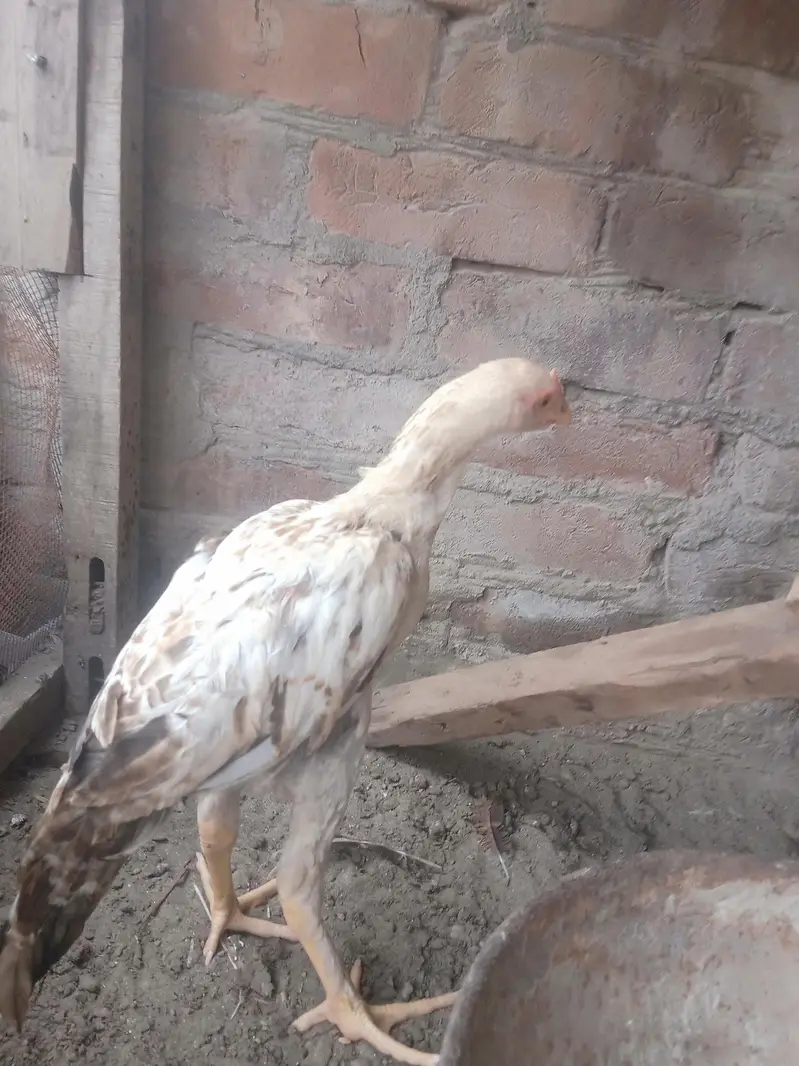 sindhi aseel — photo 2