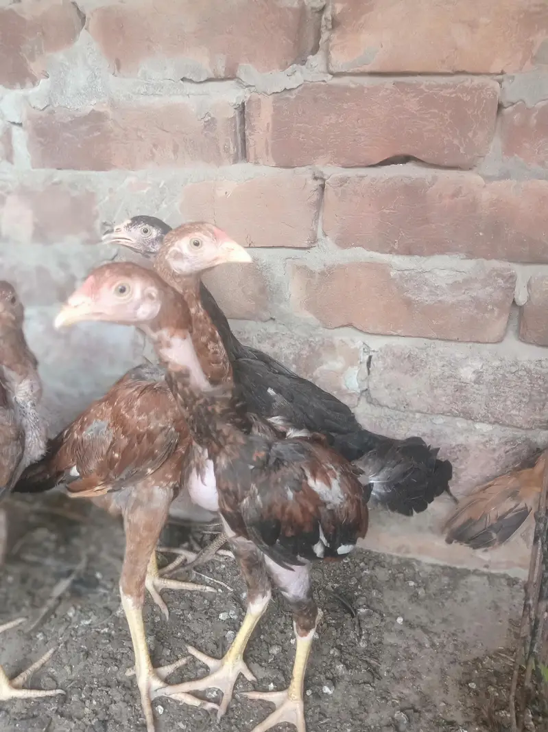 sindhi aseel — photo 5