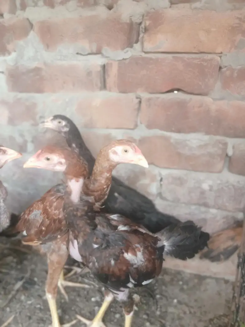 sindhi aseel — photo 7
