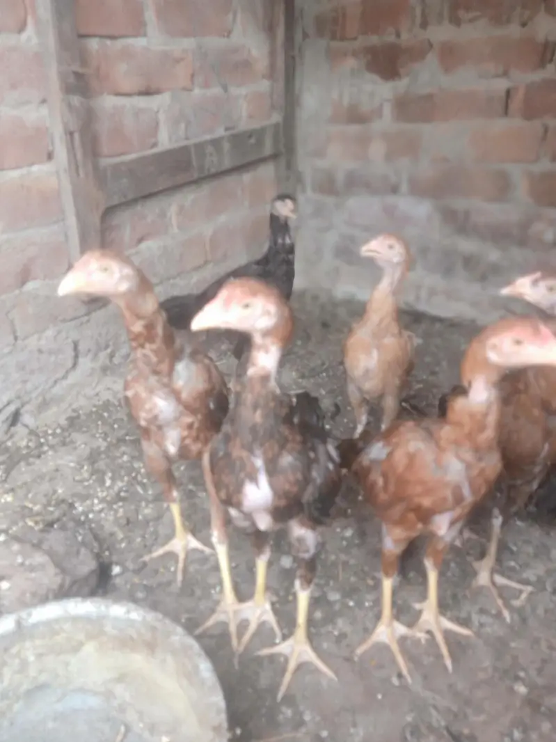 sindhi aseel — photo 8