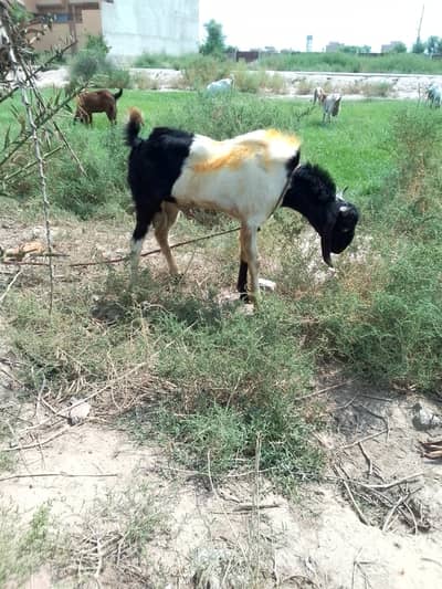 2 male bakry for sale
