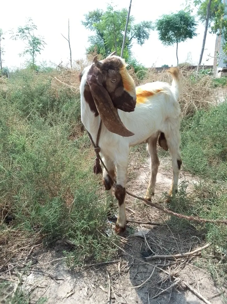 2 male bakry for sale — photo 2