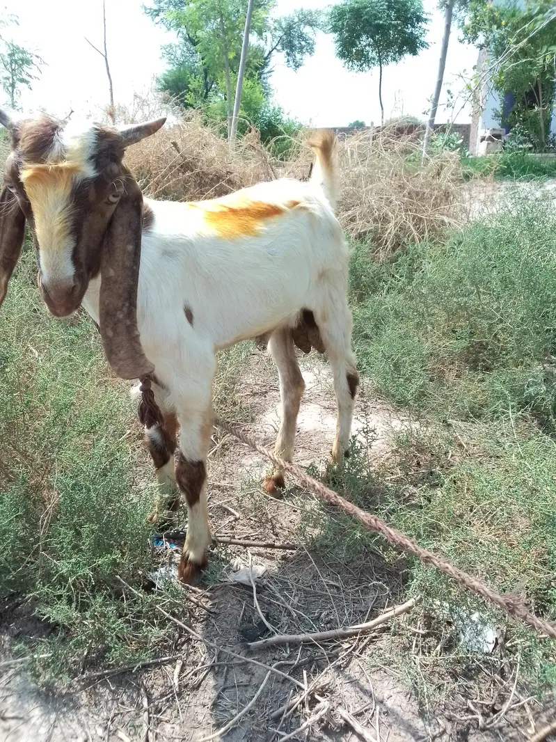 2 male bakry for sale — photo 3