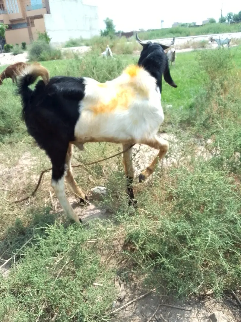 2 male bakry for sale — photo 4