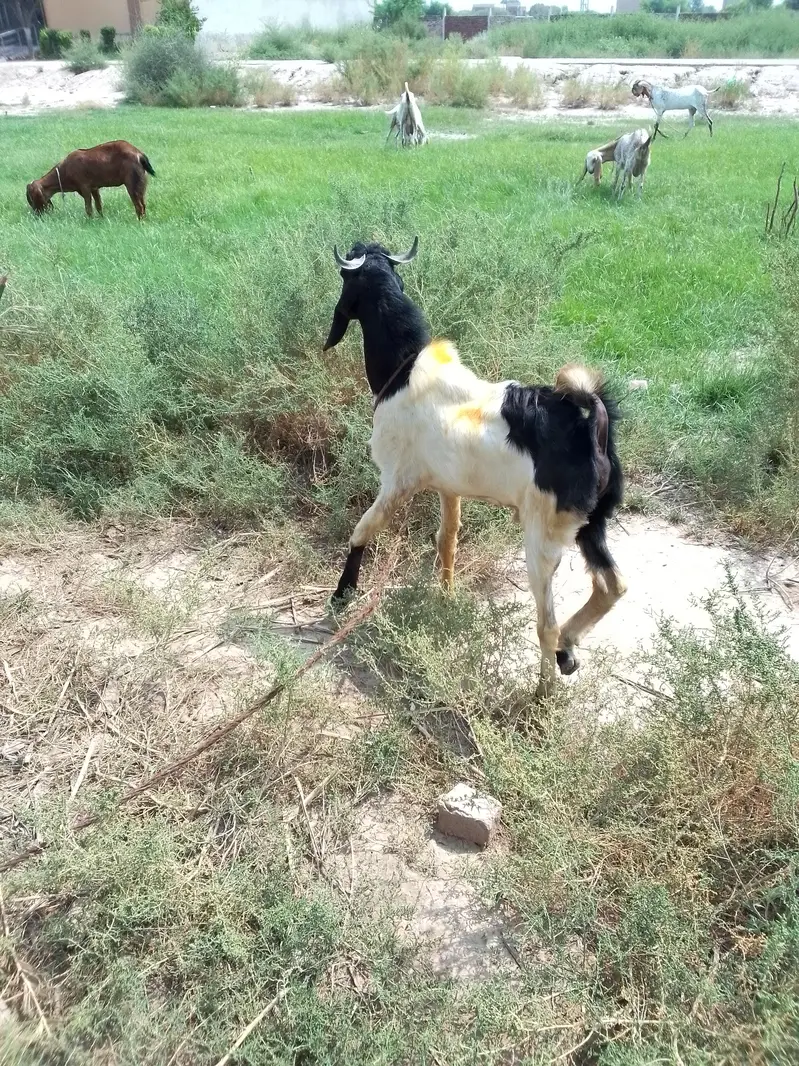 2 male bakry for sale — photo 5
