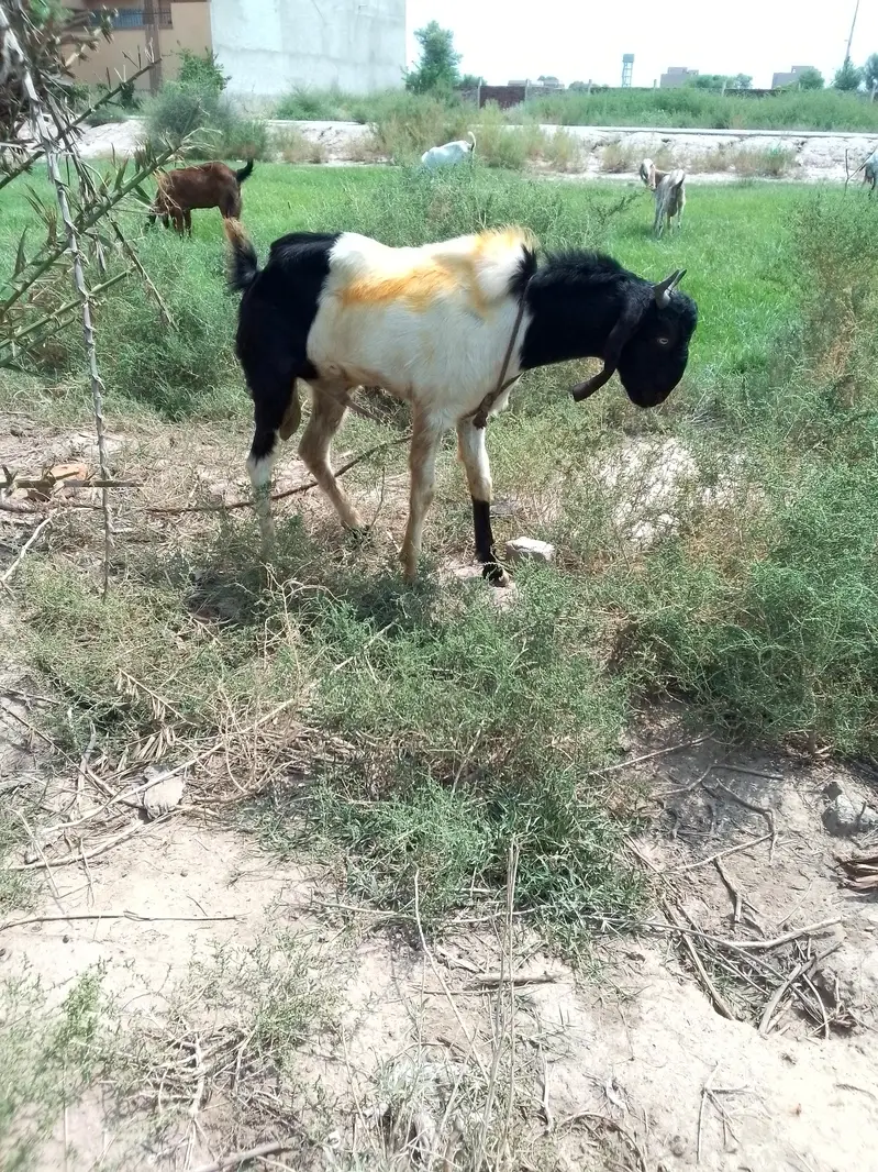 2 male bakry for sale — photo 6