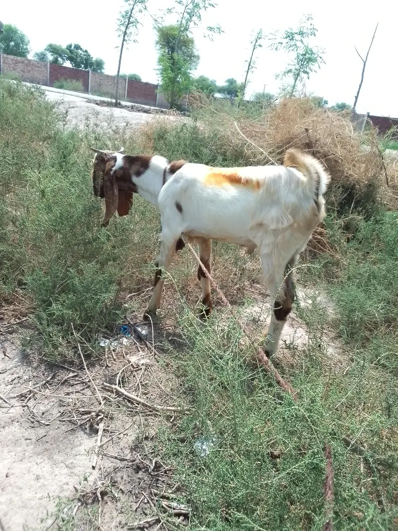 2 male bakry for sale — photo 7