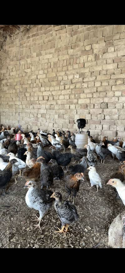 GOLDEN MISHRI CHUZY FULL VACCINATIONS