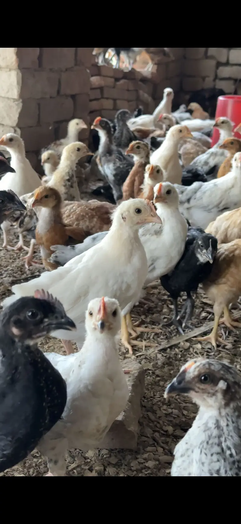 GOLDEN MISHRI CHUZY FULL VACCINATIONS — photo 2