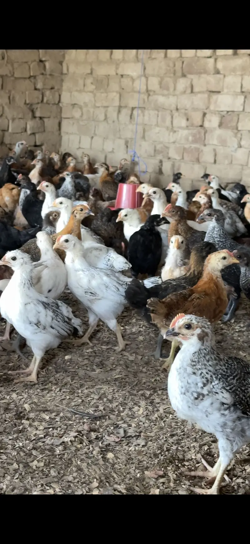 GOLDEN MISHRI CHUZY FULL VACCINATIONS — photo 3