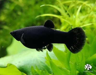 Guppy Molly platy available hai healthy active piece