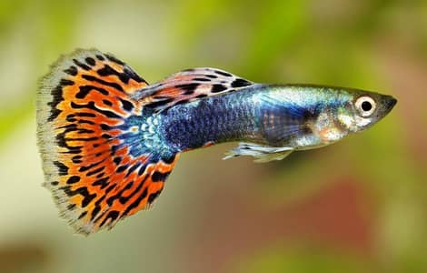 Guppy Molly platy available hai healthy active piece