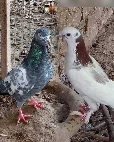 Pigeons pair for sale Contact number=03245974166