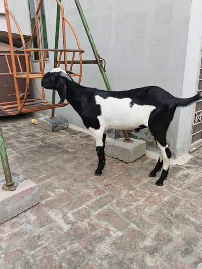 Bakra for sale urgent