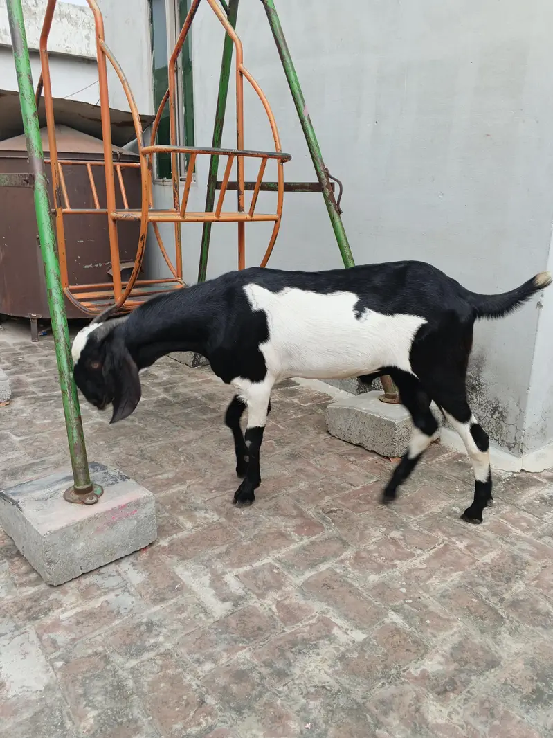 Bakra for sale urgent — photo 2