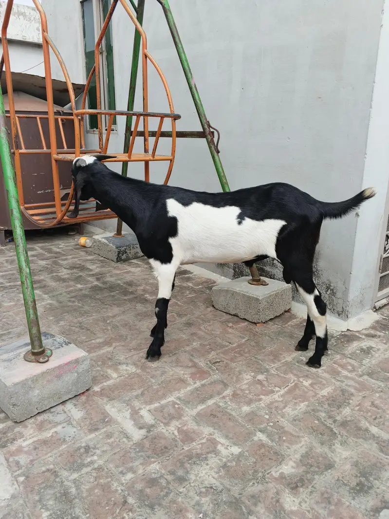 Bakra for sale urgent — photo 3
