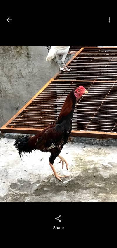 Aseel Hen for sale