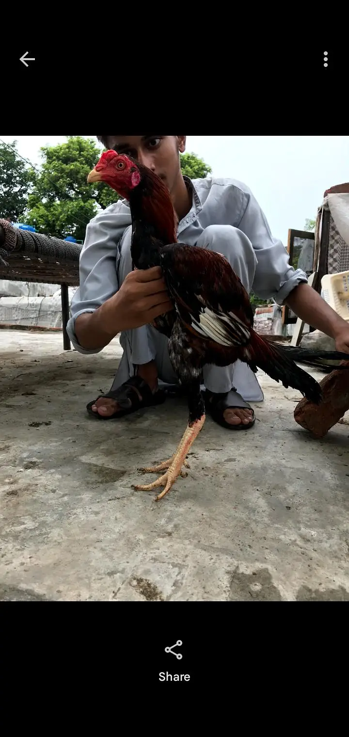 Aseel Hen for sale — photo 2