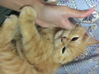 Persian Female Cat
