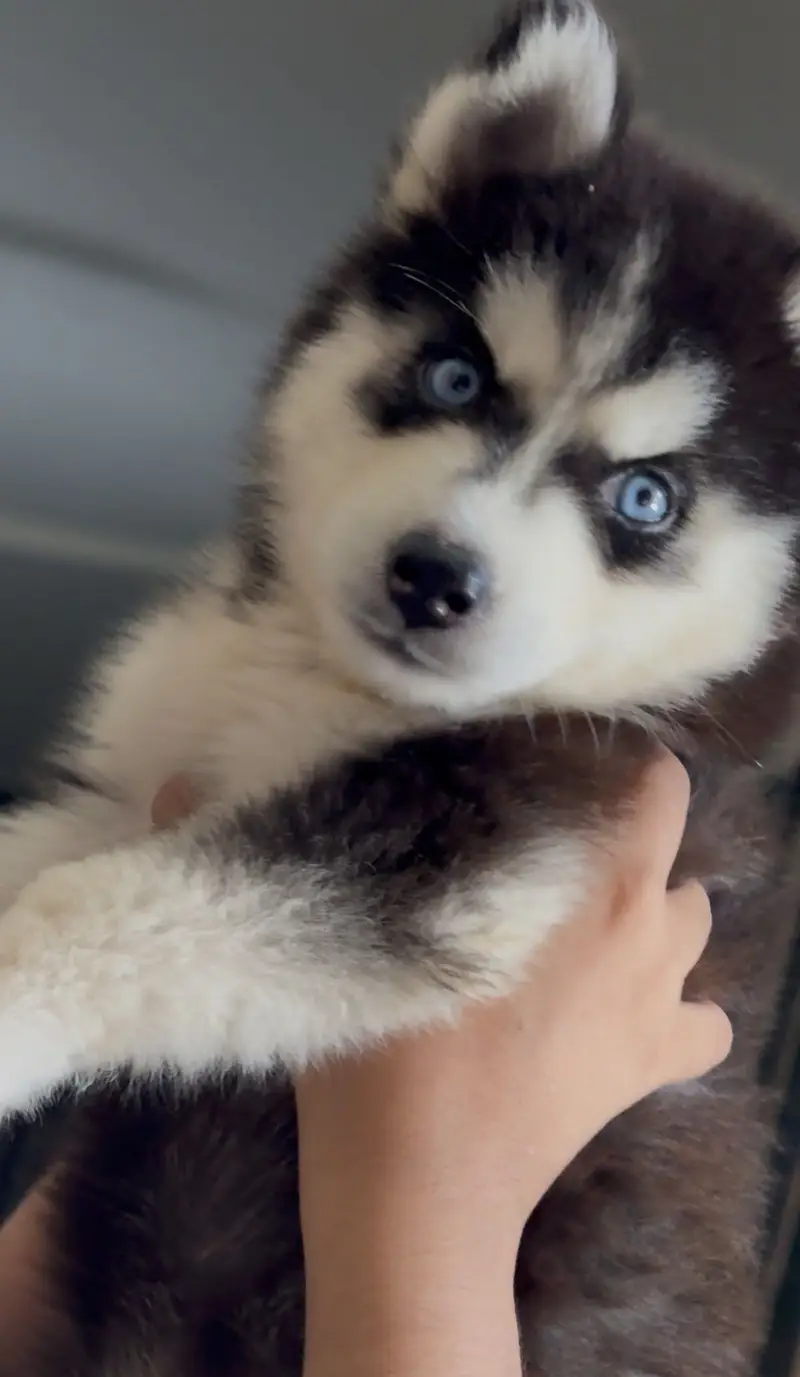 TOP NOTCH QUALITY HUSK PUPPY