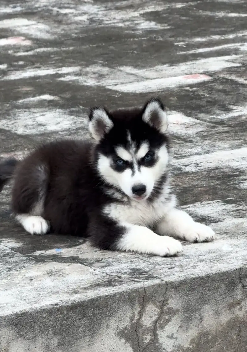 TOP NOTCH QUALITY HUSK PUPPY — photo 2