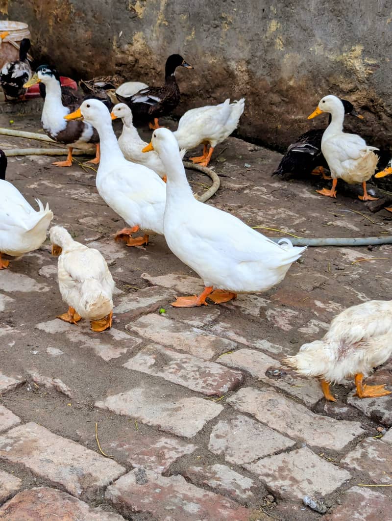 Ducks  1
