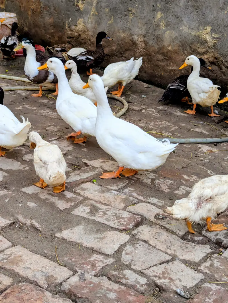 Ducks  — photo 2