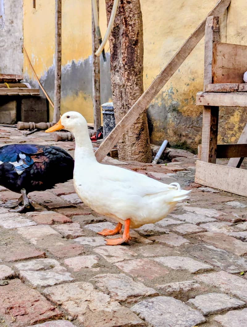 Ducks  4