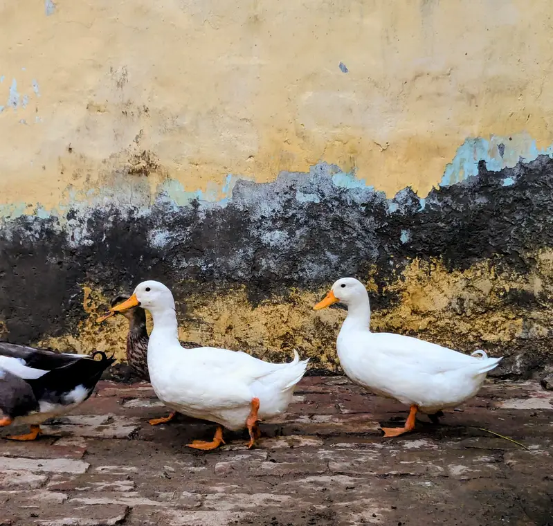 Ducks  — photo 6