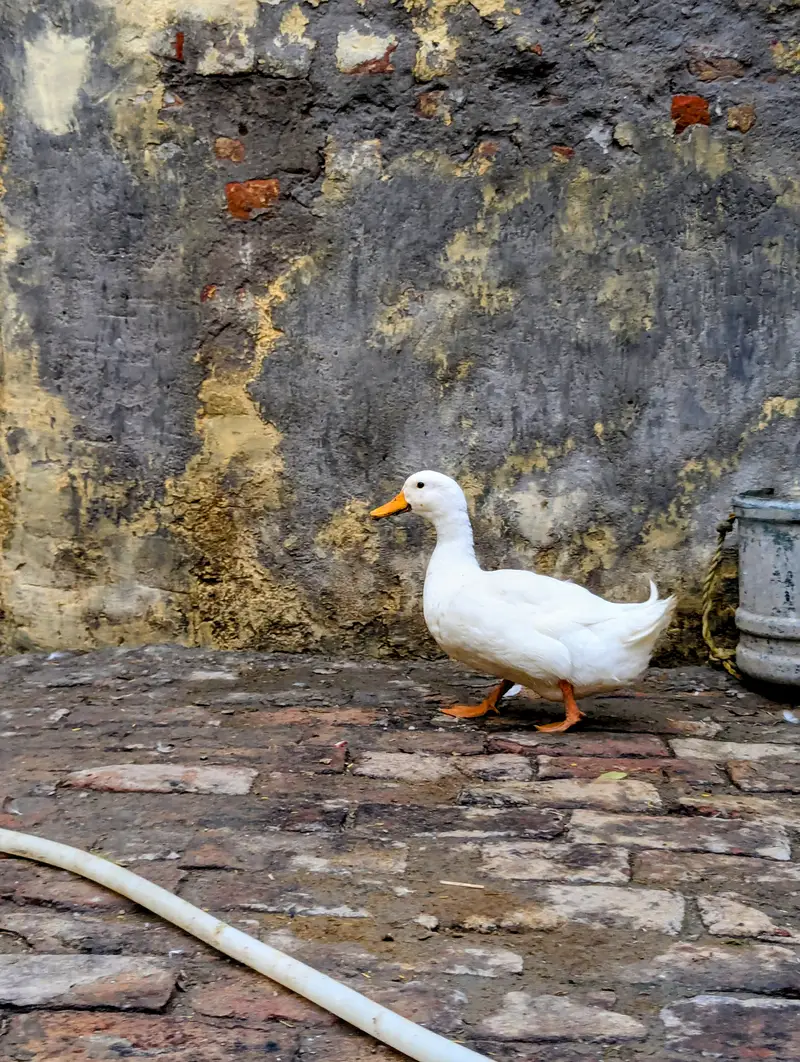 Ducks  — photo 8