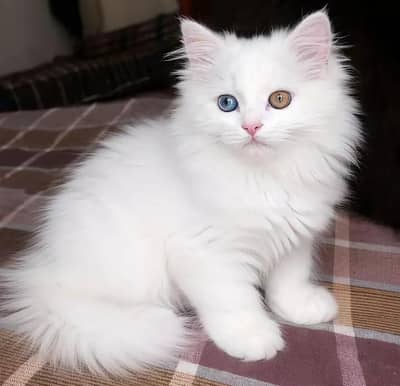 Persian cats My WhatsApp 03057080474 //&$@@42$
