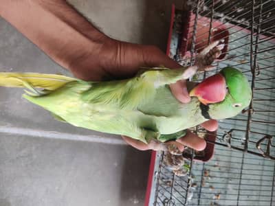 Green Pahari Parrot | Talking and Friendly