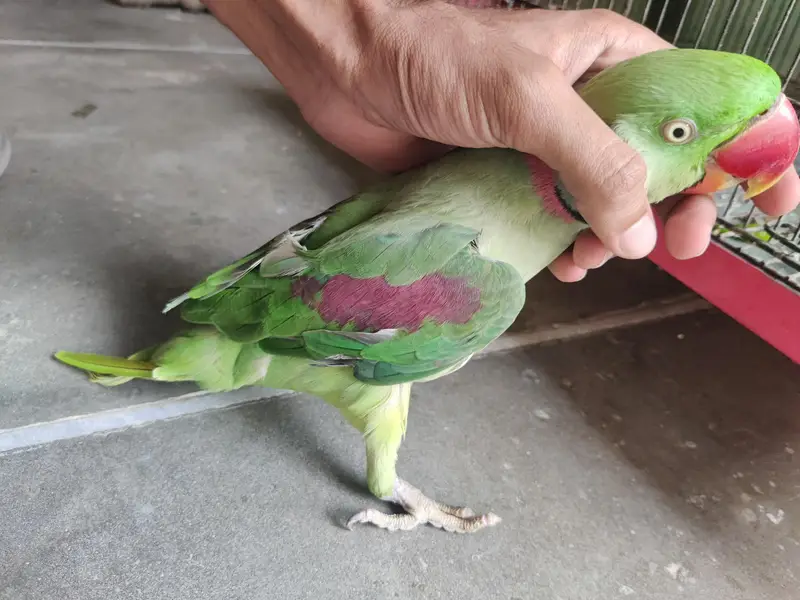 Green Pahari Parrot | Talking and Friendly — photo 2