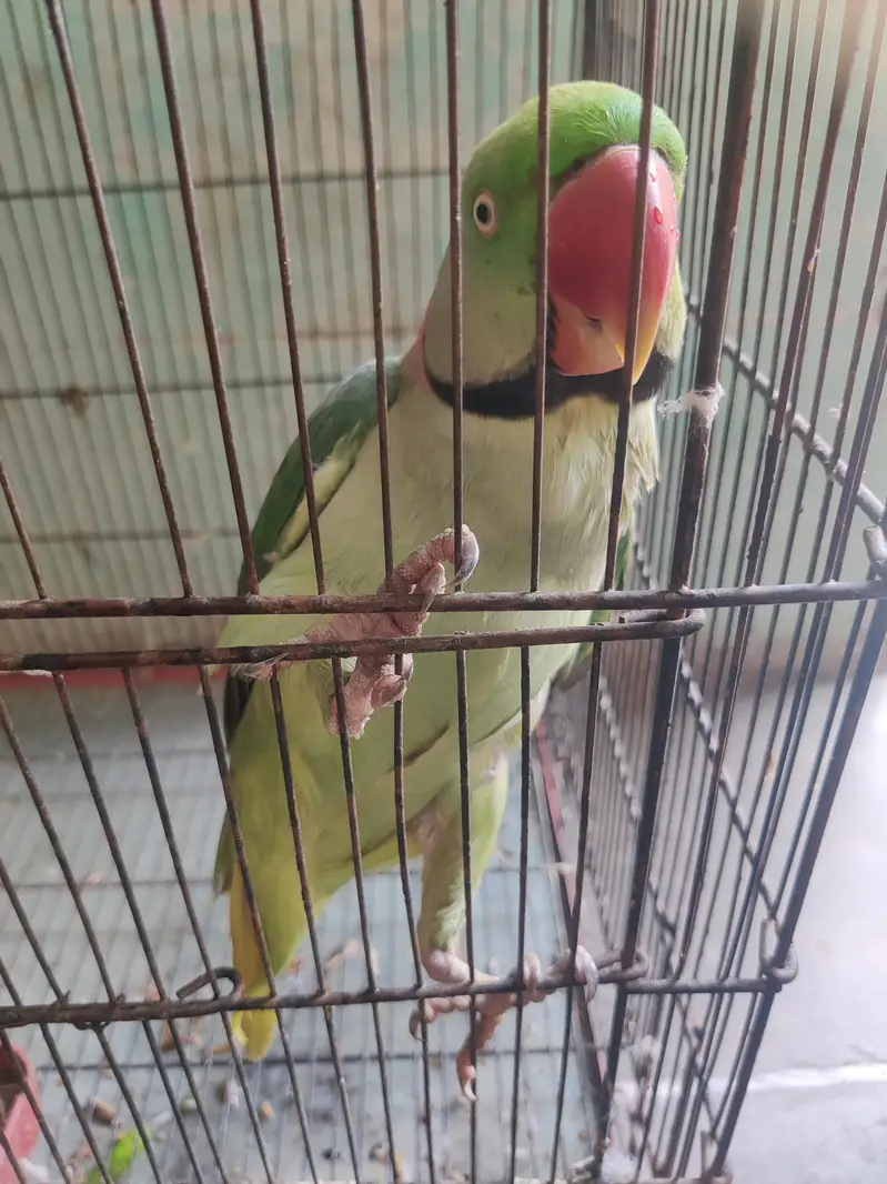 Green Pahari Parrot | Talking and Friendly — photo 3