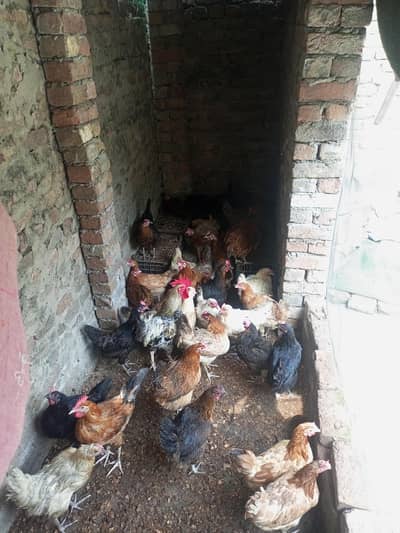 golden and Desi hens for sale urgent contact number 03131907618