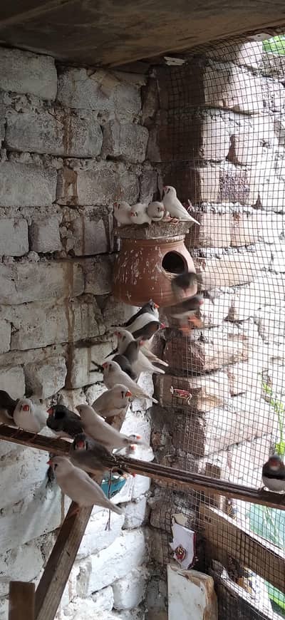 Finches