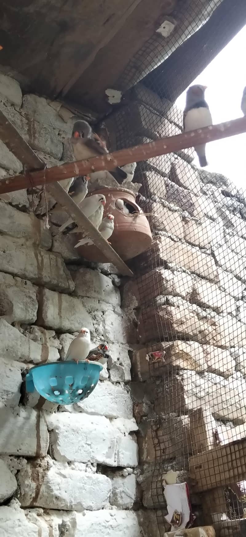 Finches 1
