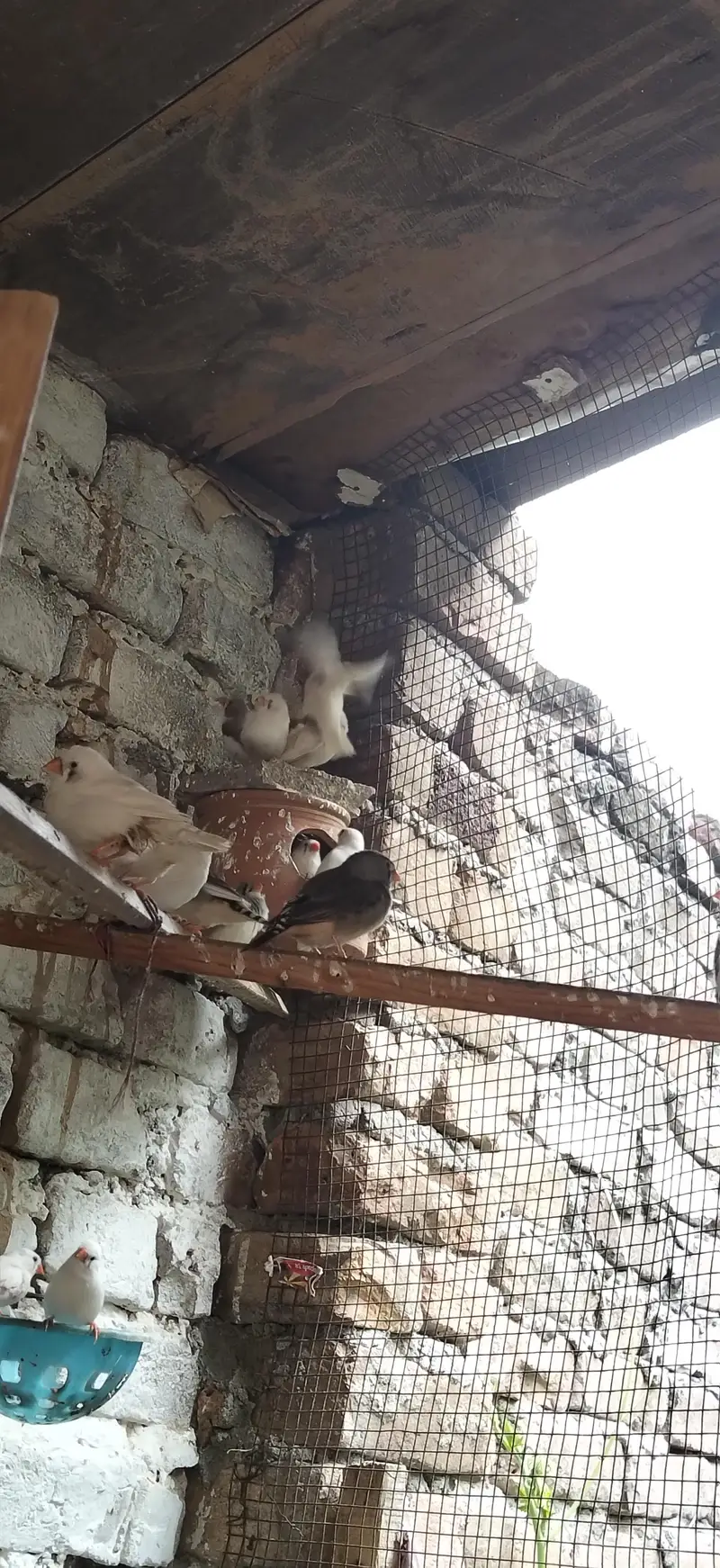 Finches — photo 3